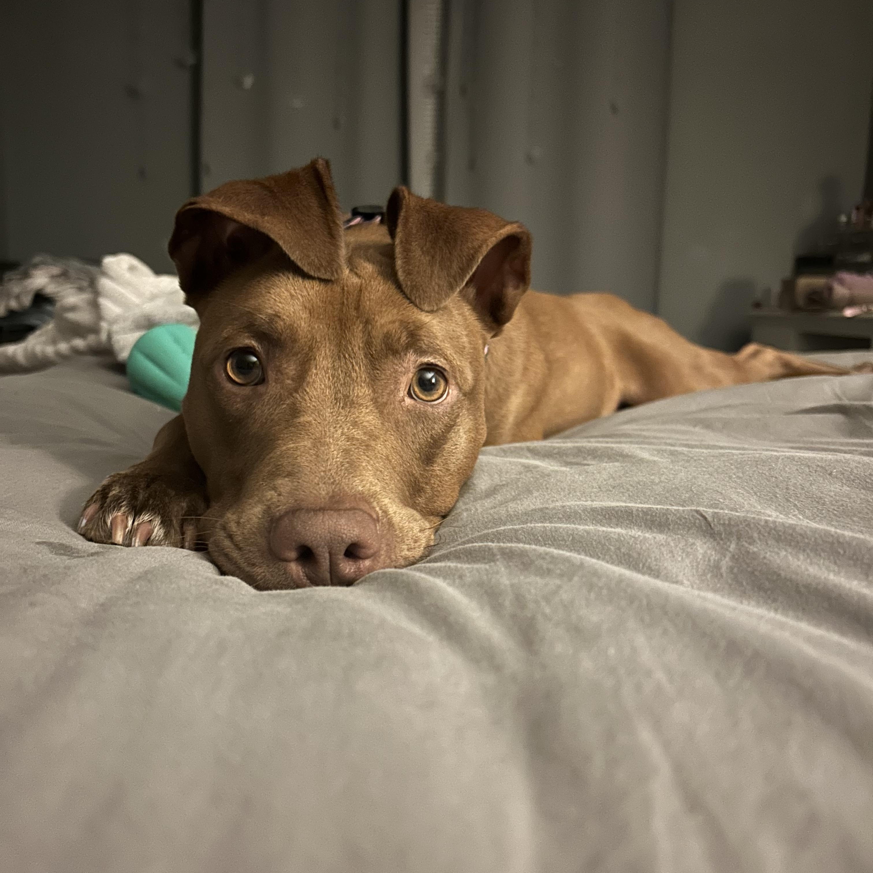 Enlarge Penny, a Adoptable mixed breed in Mount Morris, MI image 5/5