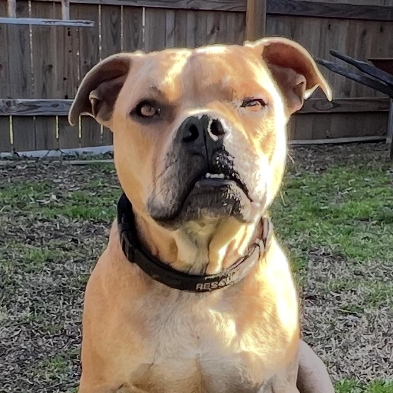 Enlarge Corky, a Adoptable mixed breed in Madison, WI image 2/6