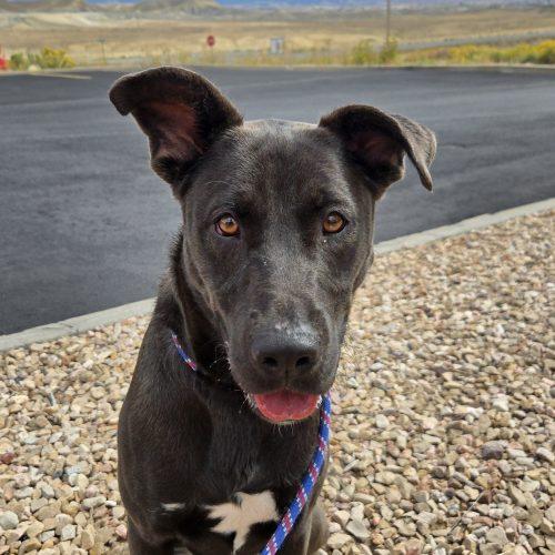 Enlarge Otter, a Adoptable mixed breed in Grand Junction, CO image 5/5