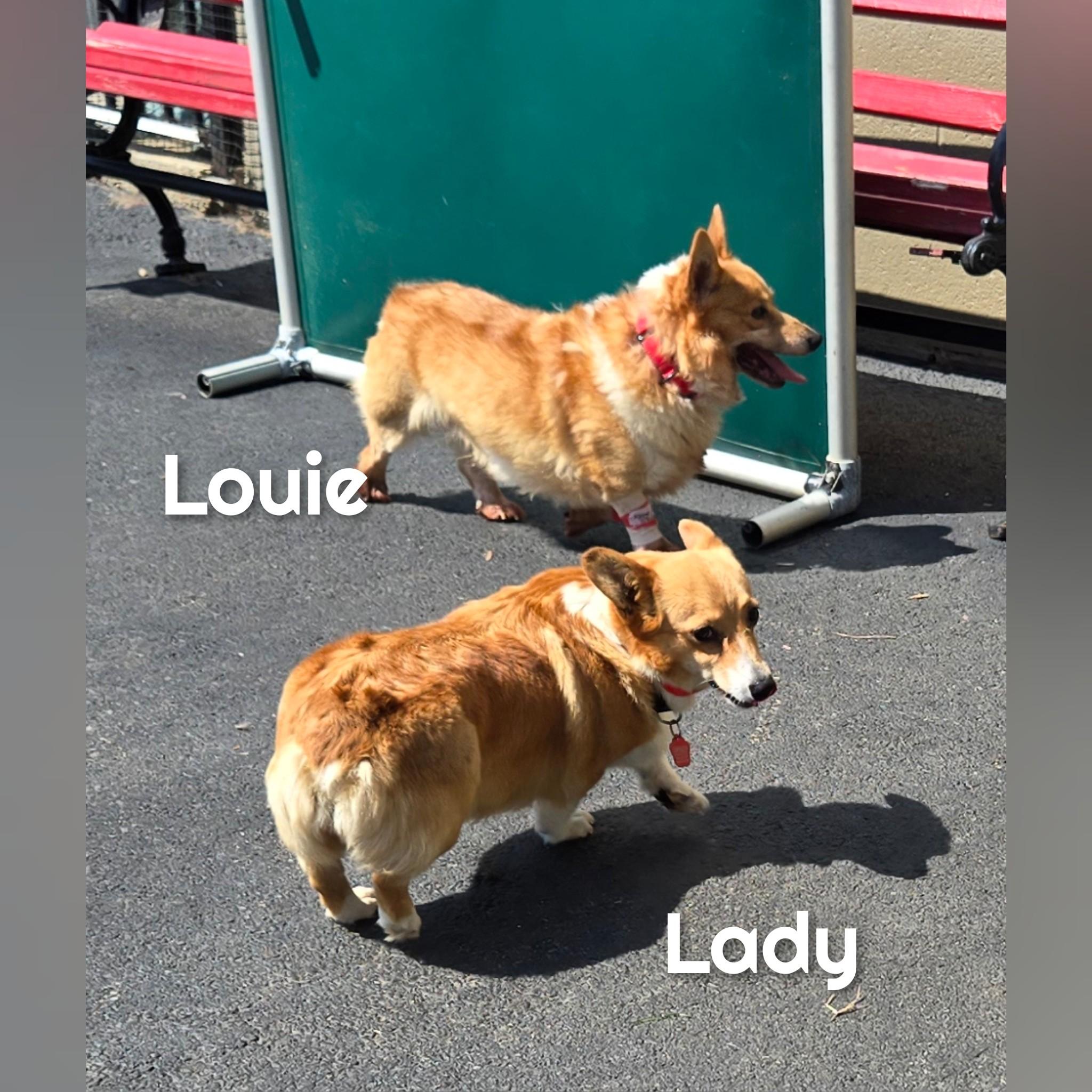 Enlarge Louis, a Adopted Corgi in Fredericksburg, VA image 4/5