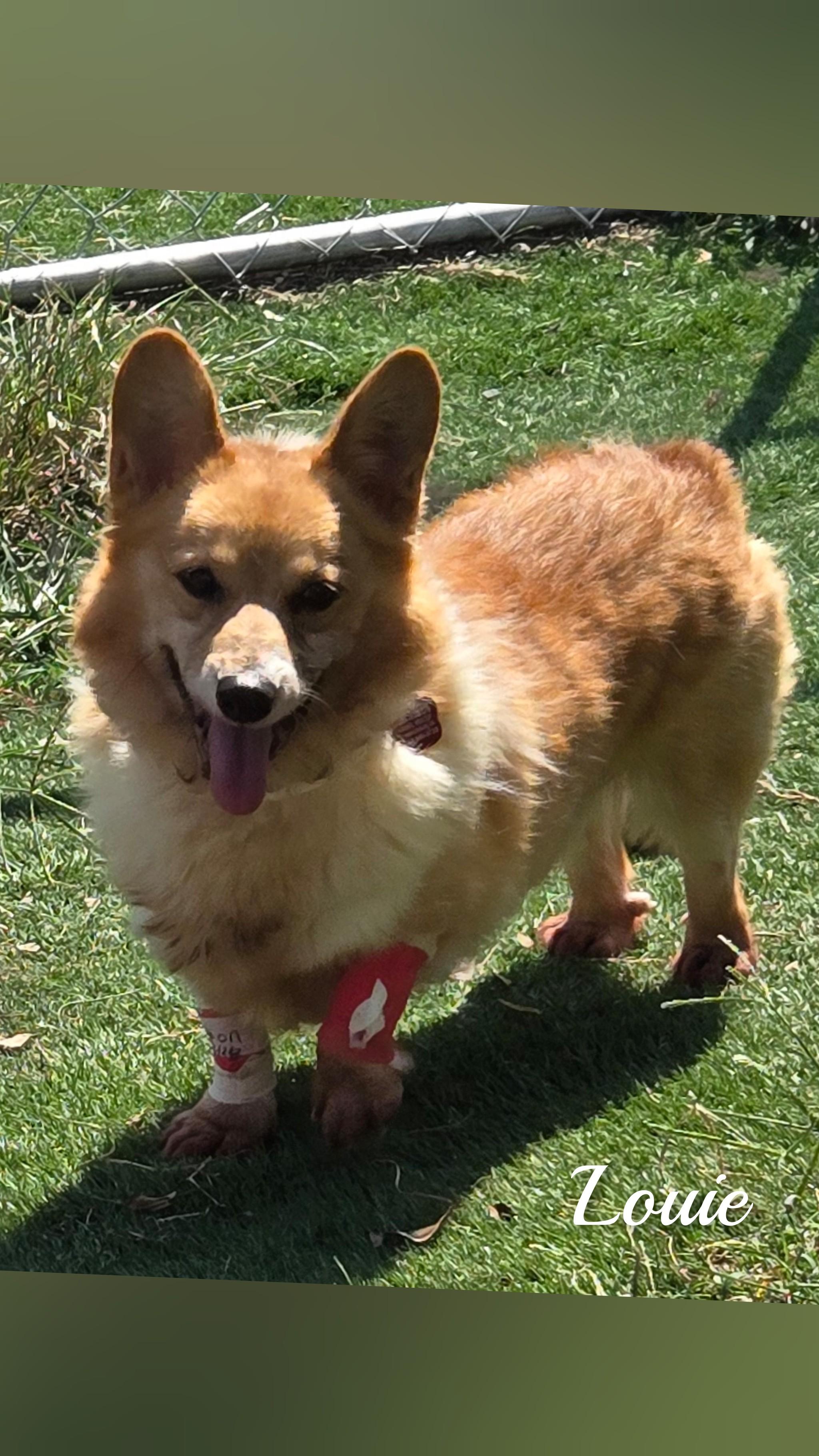 Louis, Adopted, Adult Male Corgi.