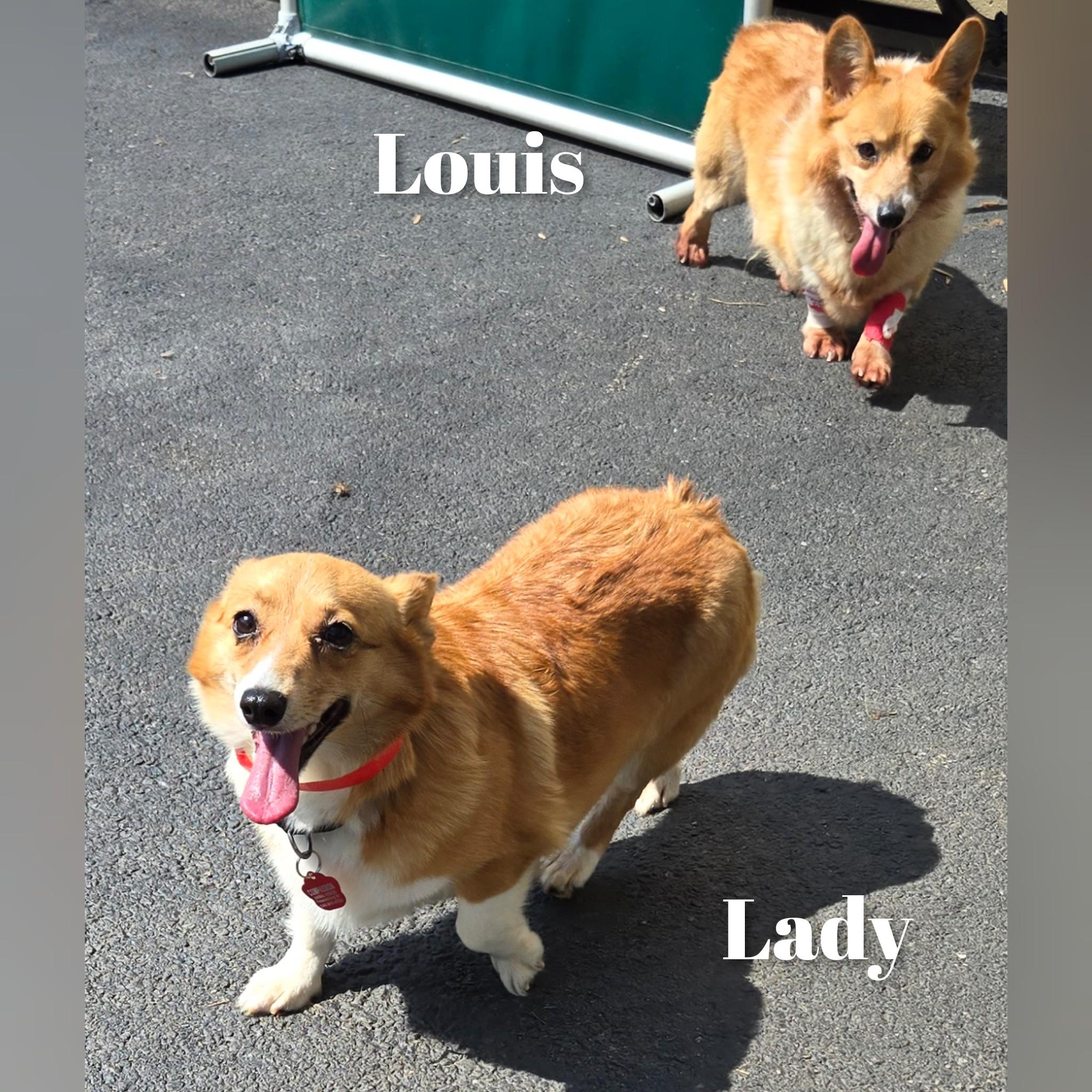 Enlarge Louis, a Adopted Corgi in Fredericksburg, VA image 5/5