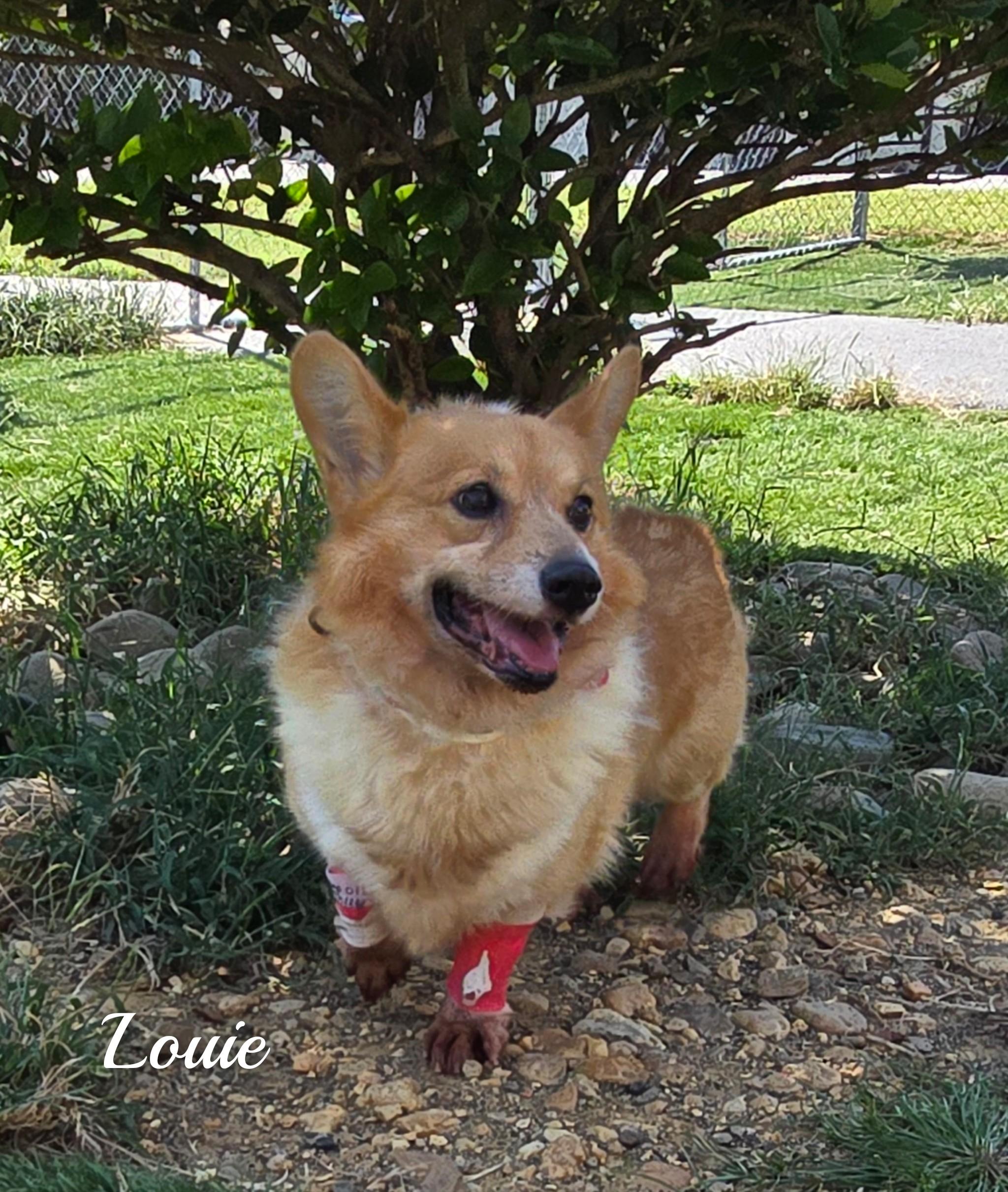Enlarge Louis, a Adopted Corgi in Fredericksburg, VA image 2/5