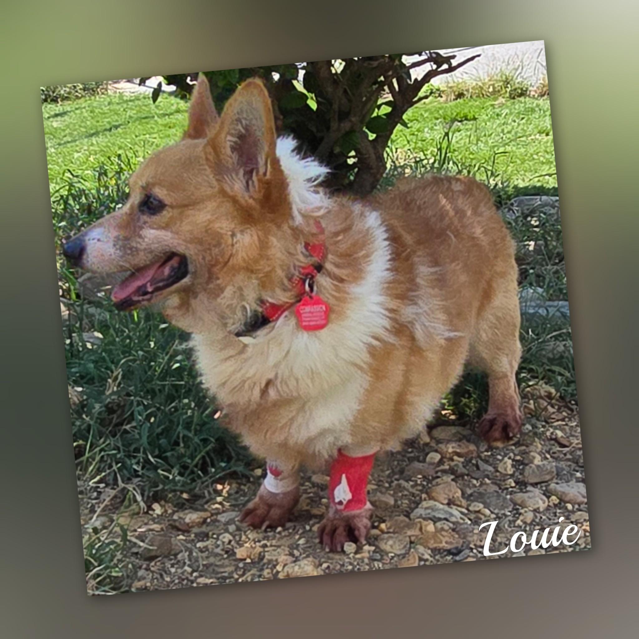 Enlarge Louis, a Adopted Corgi in Fredericksburg, VA image 3/5
