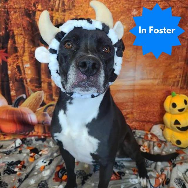 BEEZER, Adoptable, Adult Male Pit Bull Terrier.