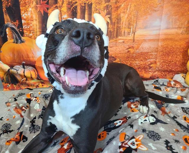 BEEZER, Adoptable, Adult Male Pit Bull Terrier.