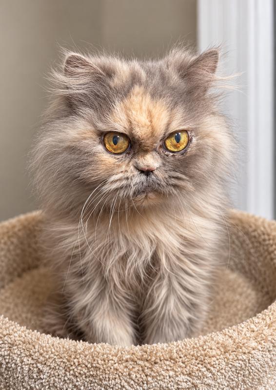 Enlarge DELPHINE DELIGHT, a Adoptable Persian in Danbury, CT image 3/4