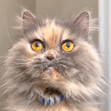 Enlarge DELPHINE DELIGHT, a Adoptable Persian in Danbury, CT image 2/4