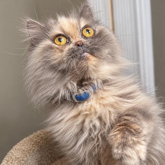 DELPHINE DELIGHT, Adoptable, Adult Female Persian.