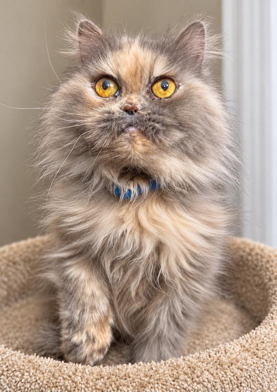 Enlarge DELPHINE DELIGHT, a Adoptable Persian in Danbury, CT image 4/4