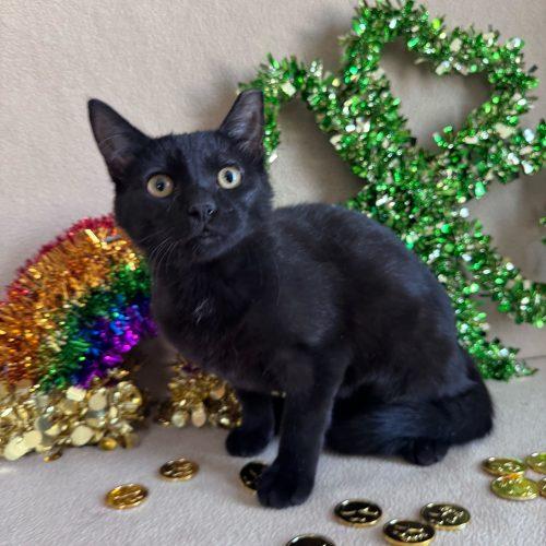 Snow Flurry, a Adoptable Domestic Short Hair in Toms River, NJ image 3/5
