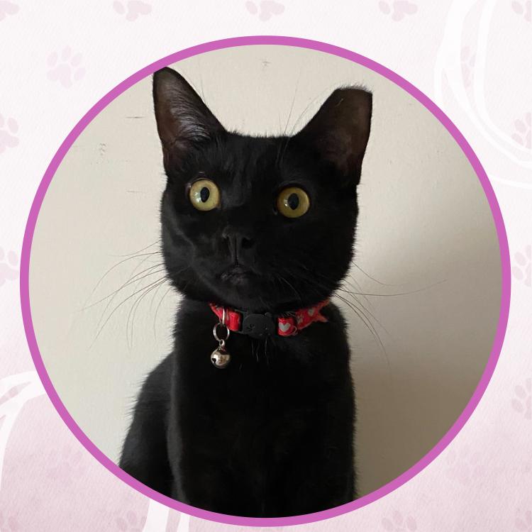 Enlarge Snow Flurry, a Adoptable Domestic Short Hair in Toms River, NJ image 3/5