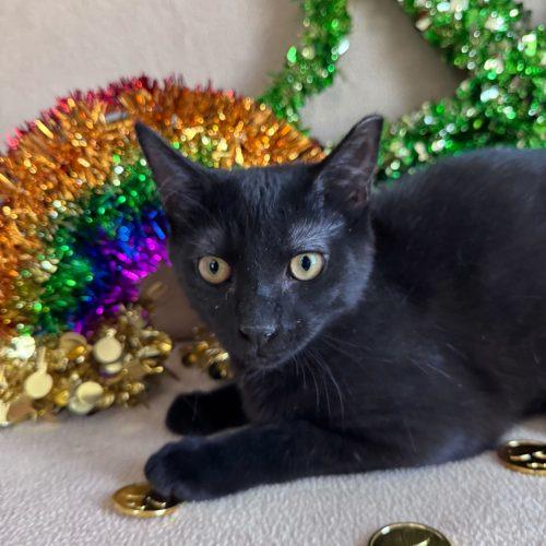 Snow Flurry, a Adoptable Domestic Short Hair in Toms River, NJ image 4/5