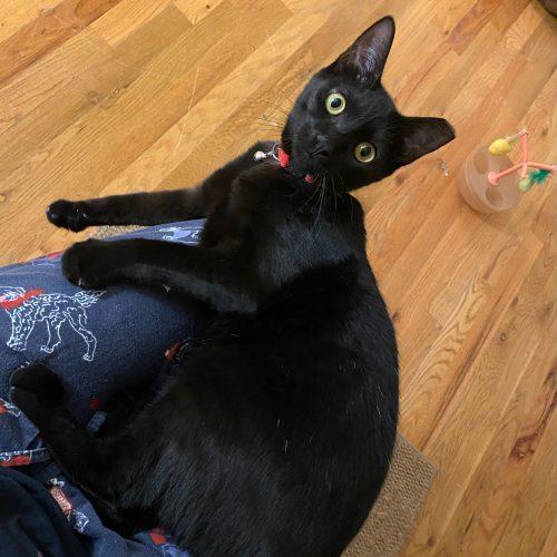 Snow Flurry, a Adoptable Domestic Short Hair in Toms River, NJ image 5/5