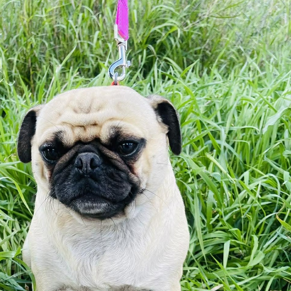 SARA 3 to 4 yrs, 18 lbs, Adoptable, Adult Female Pug.