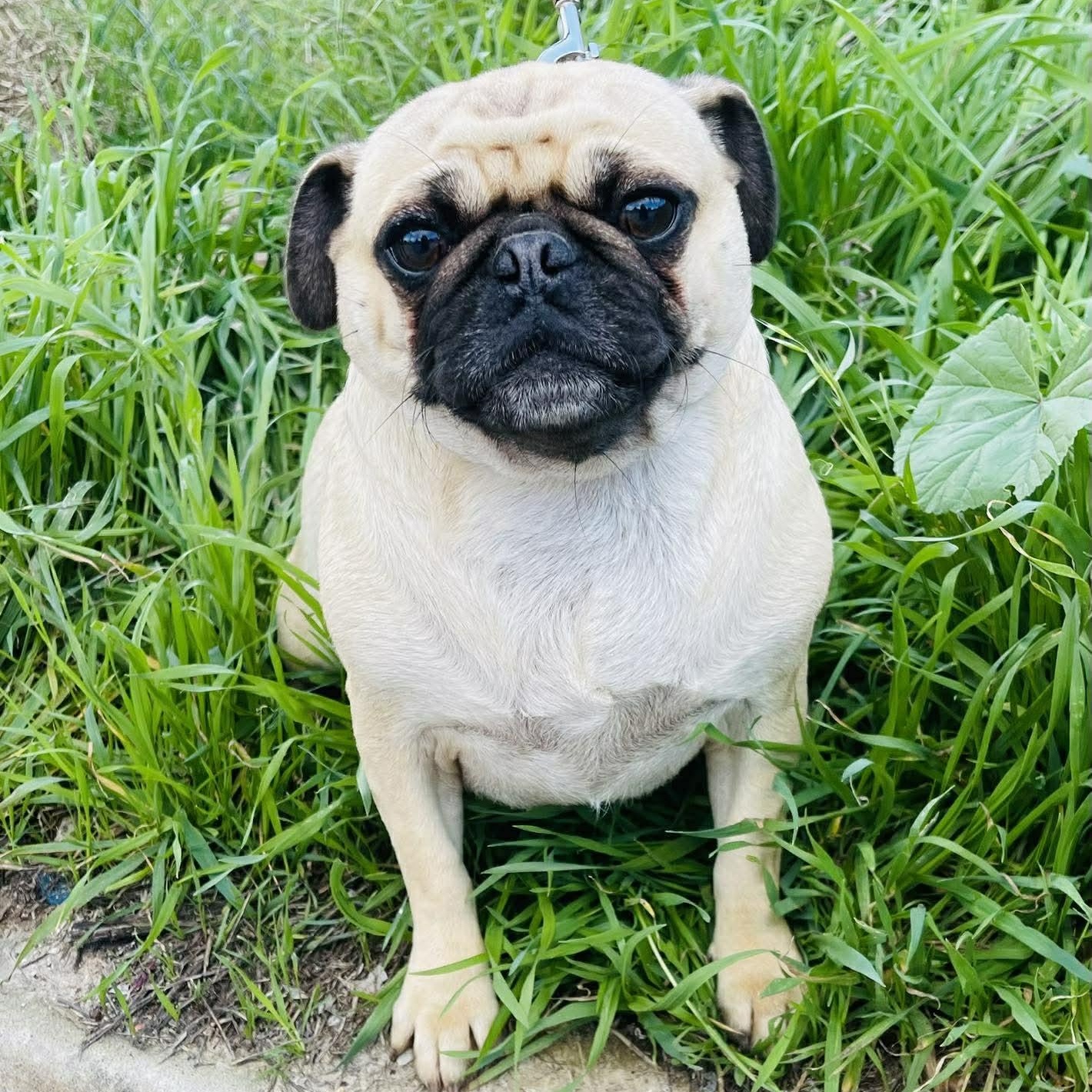 Enlarge SARA 3 to 4 yrs, 18 lbs, a Adoptable Pug in Oceanside, CA image 4/4
