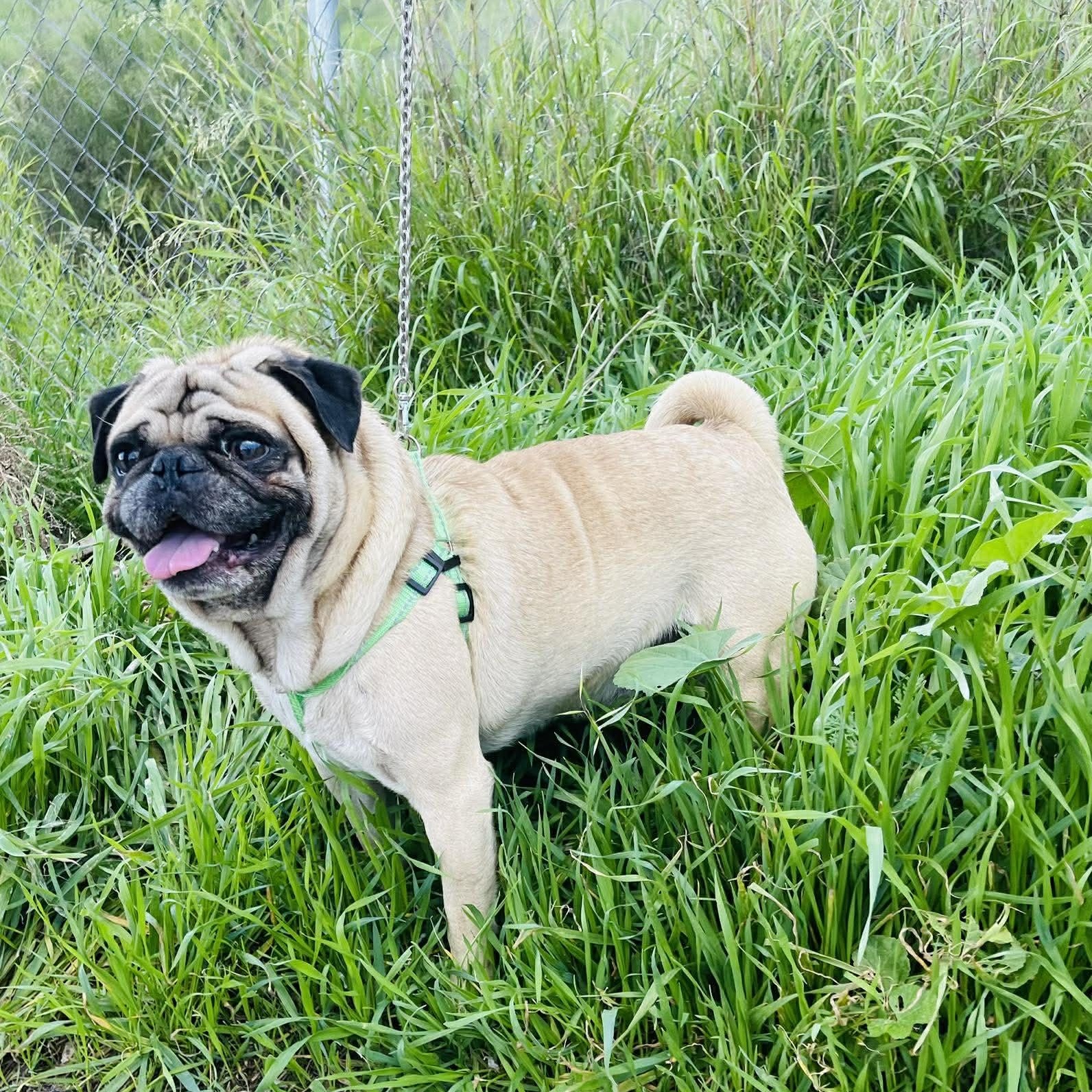 Enlarge SARA 3 to 4 yrs, 18 lbs, a Adoptable Pug in Oceanside, CA image 3/4
