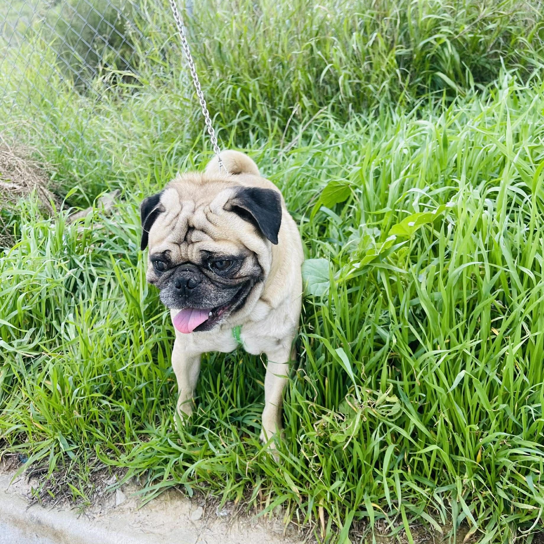 Enlarge SARA 3 to 4 yrs, 18 lbs, a Adoptable Pug in Oceanside, CA image 2/4