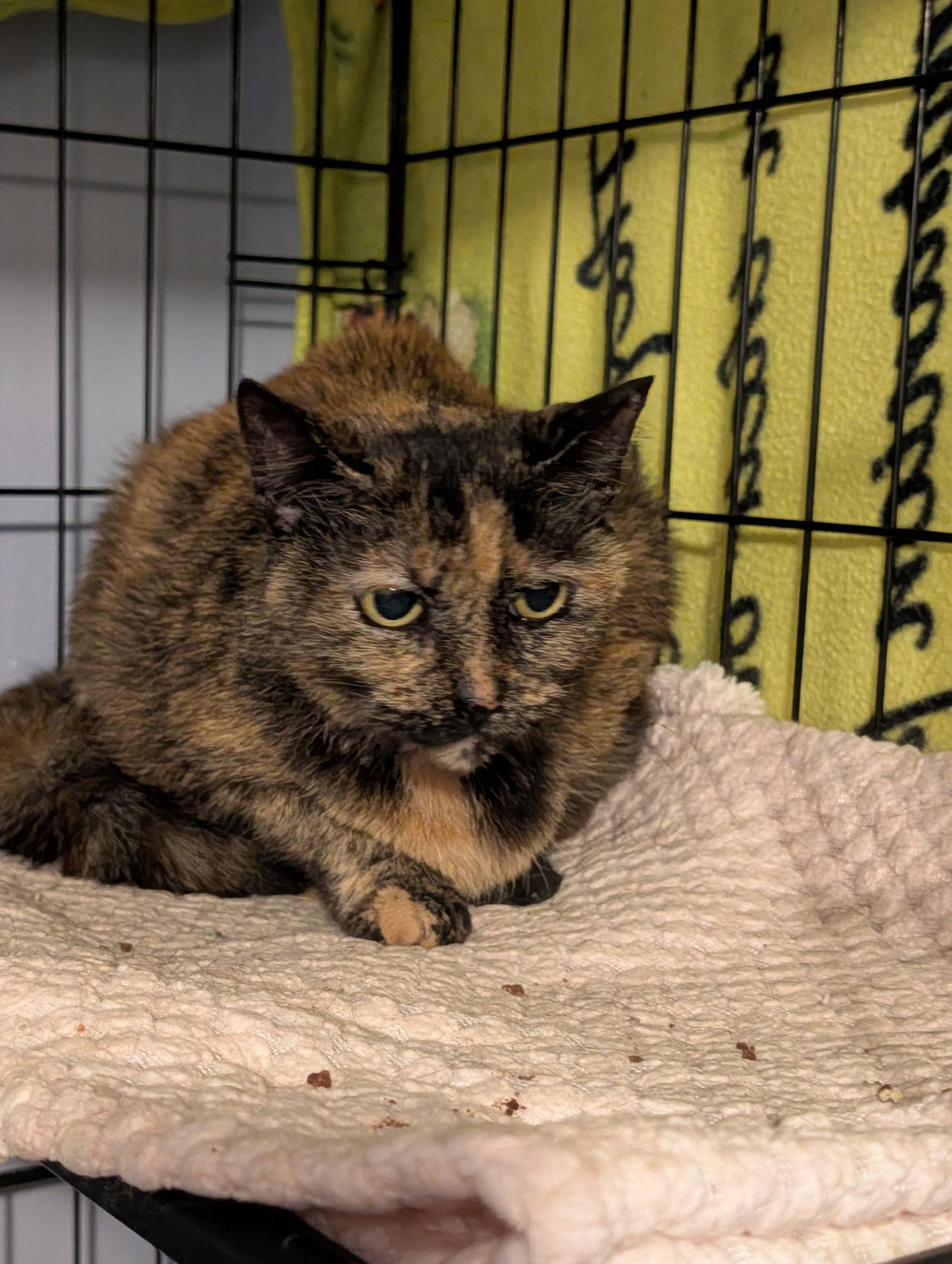 Gippy, Adopted, Young Female Tortoiseshell.