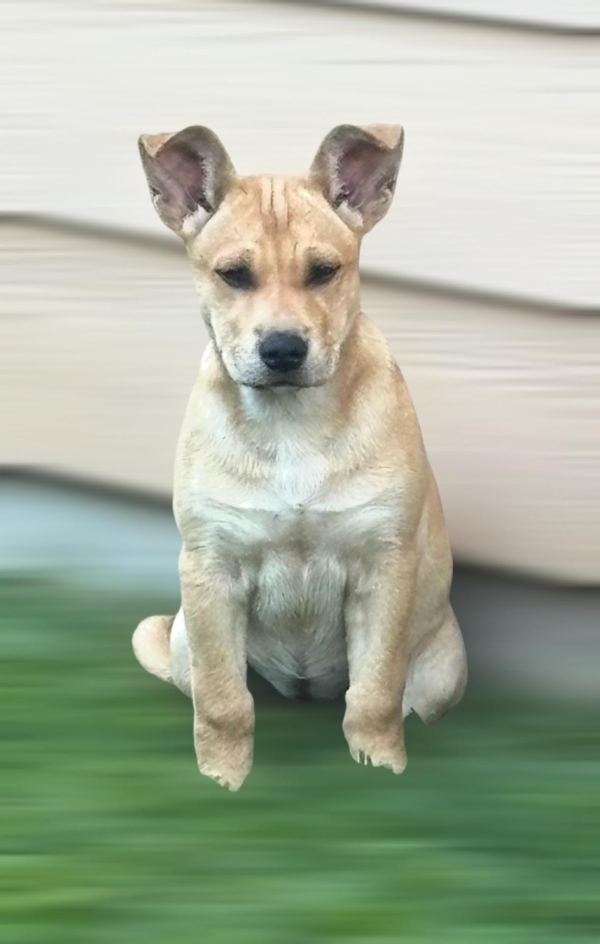 Enlarge Peanut Butter........nuttin' better :-), an adopted mixed breed in Bensalem, PA image 2/6