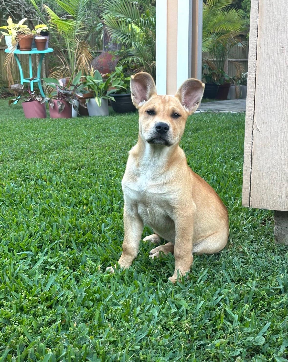 Enlarge Peanut Butter........nuttin' better :-), an adopted mixed breed in Bensalem, PA image 4/6