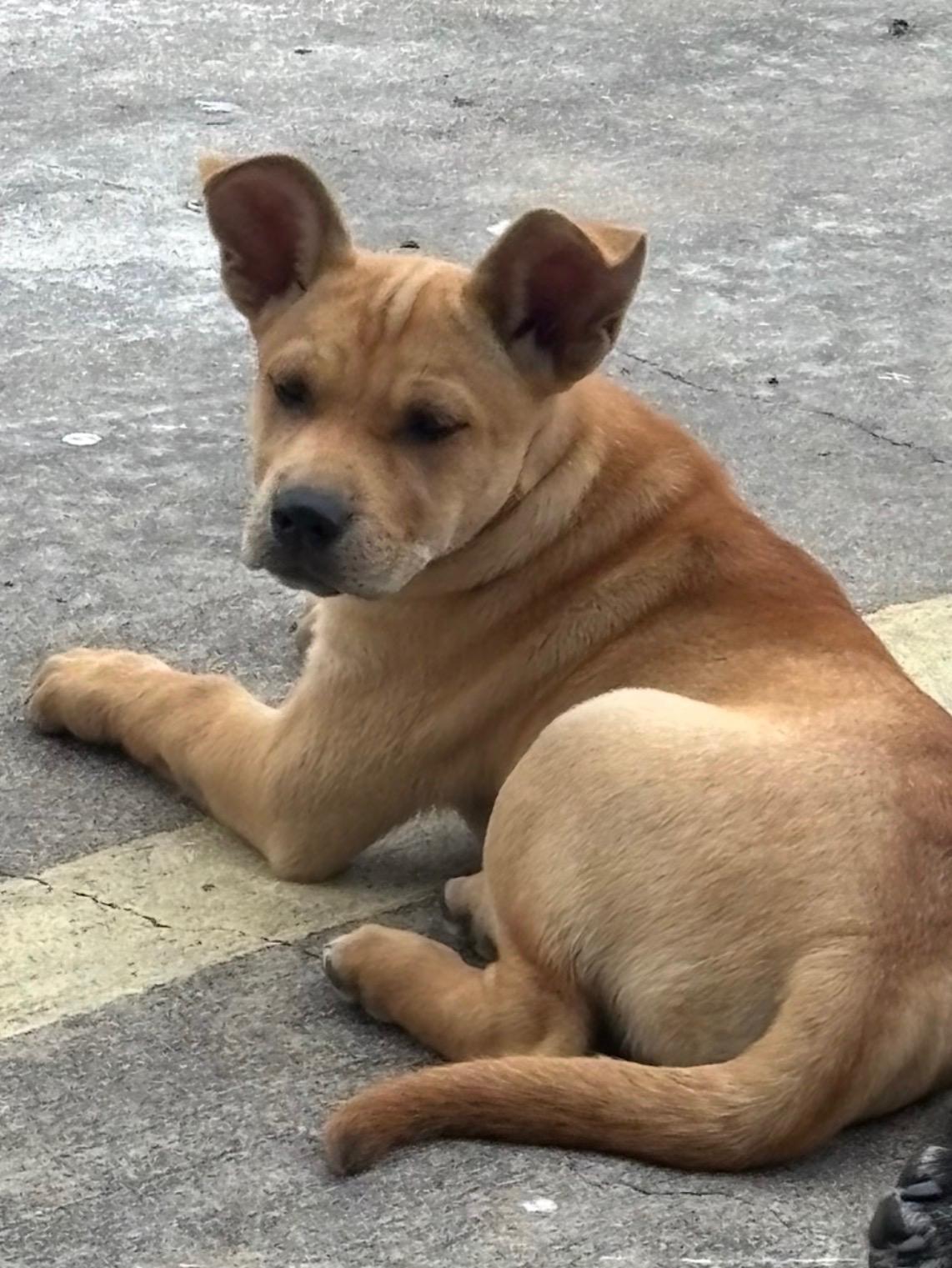 Peanut Butter........nuttin' better :-), adopted, Puppy Female Shar-Pei & Yellow Labrador Retriever.