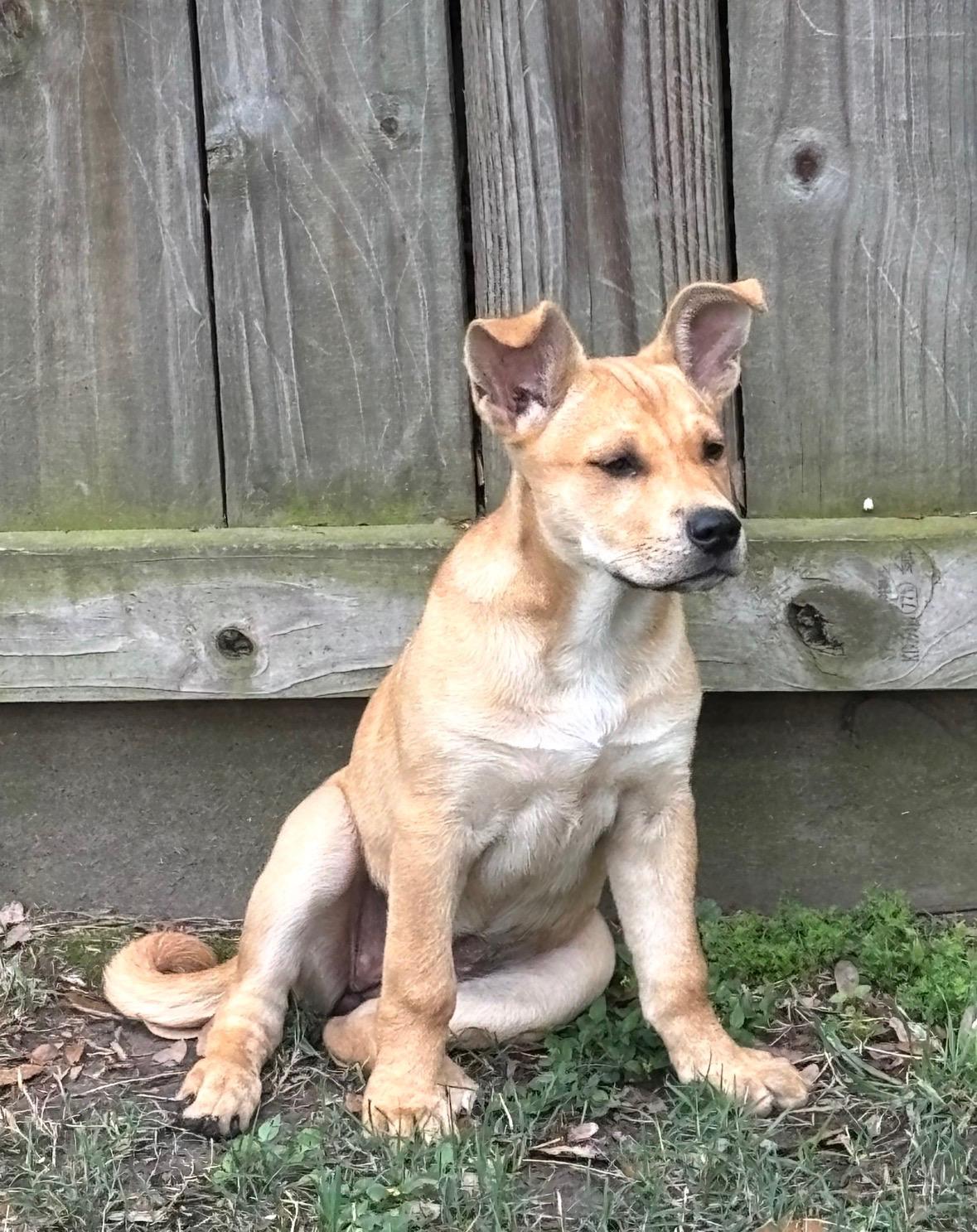 Enlarge Peanut Butter........nuttin' better :-), an adopted mixed breed in Bensalem, PA image 6/6