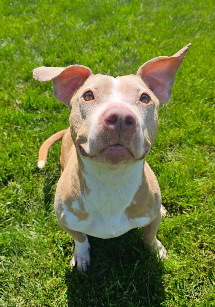Indy, Adoptable, Adult Female Pit Bull Terrier.