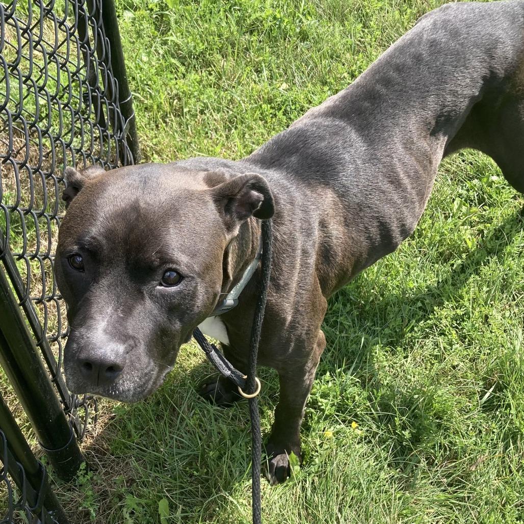 Enlarge Lucky (Kismet), a Adoptable American Staffordshire Terrier in Grand Rapids, MN image 2/6