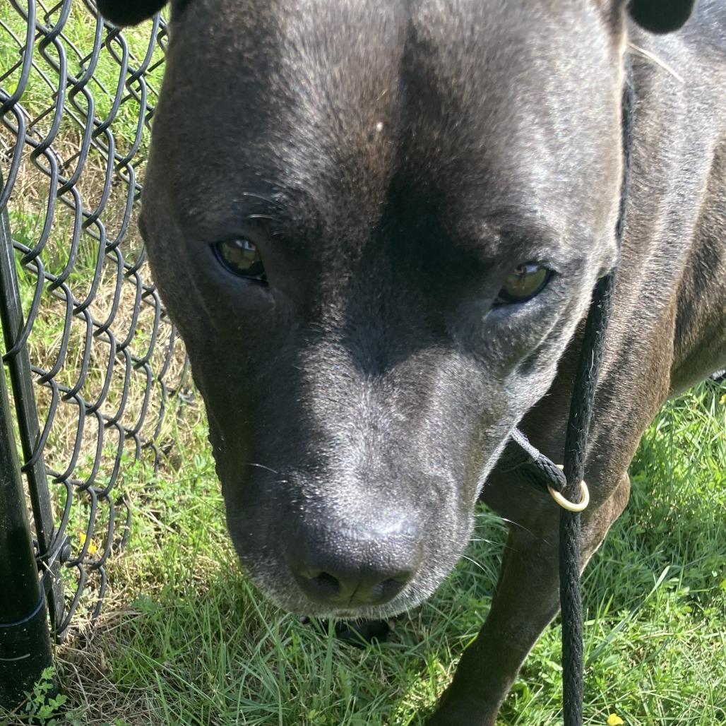 Enlarge Lucky (Kismet), a Adoptable American Staffordshire Terrier in Grand Rapids, MN image 3/6