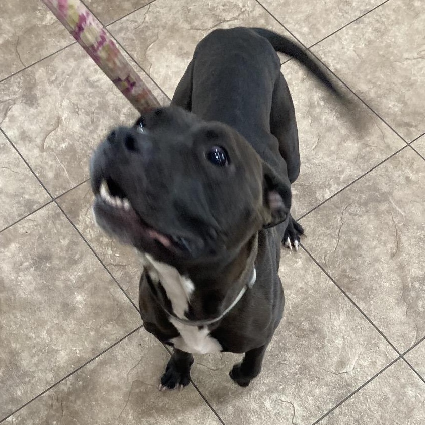 Enlarge Lucky (Kismet), a Adoptable American Staffordshire Terrier in Grand Rapids, MN image 4/6