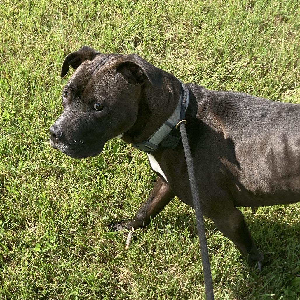 Enlarge Lucky (Kismet), a Adoptable American Staffordshire Terrier in Grand Rapids, MN image 5/6