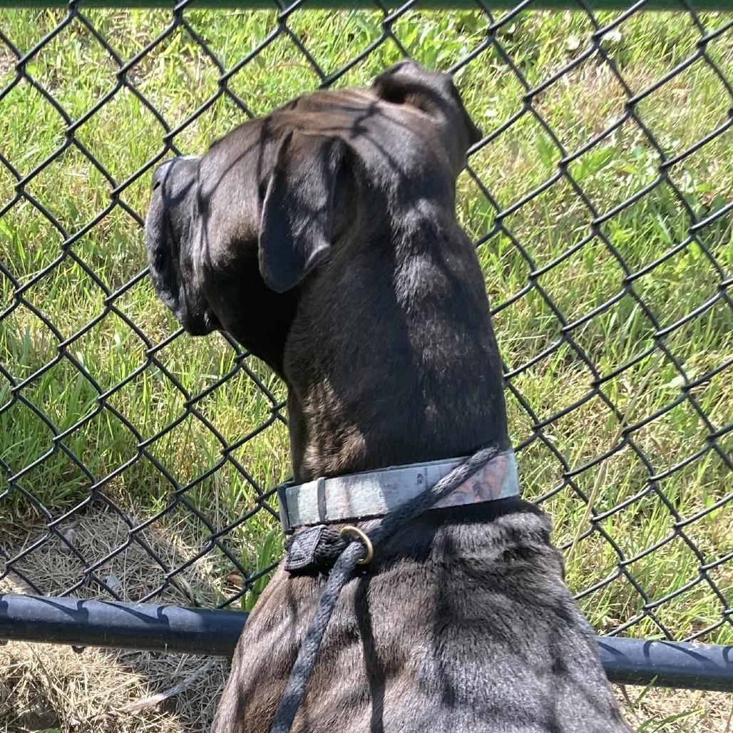 Enlarge Lucky (Kismet), a Adoptable American Staffordshire Terrier in Grand Rapids, MN image 6/6