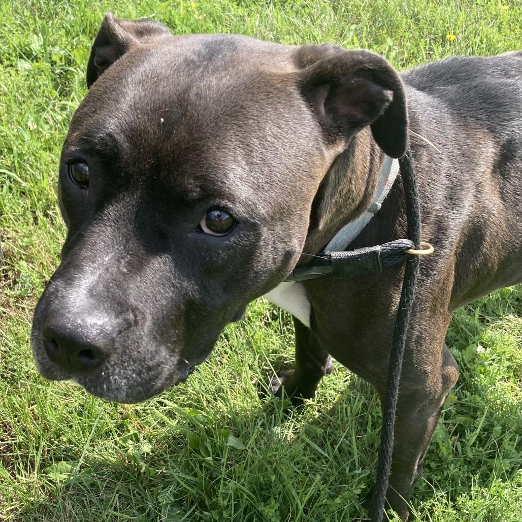 Lucky (Kismet), Adoptable, Adult Female American Staffordshire Terrier.