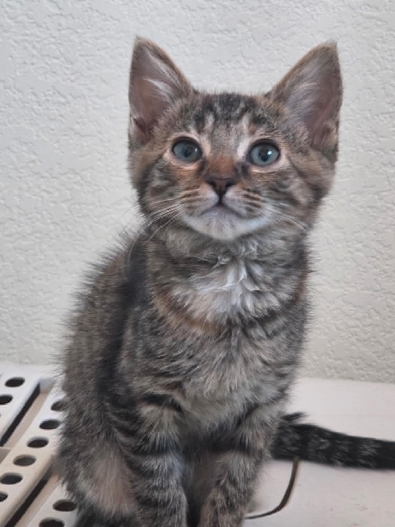 Otto, a ADOPTABLE mixed breed in Tehachapi, CA image 2/4