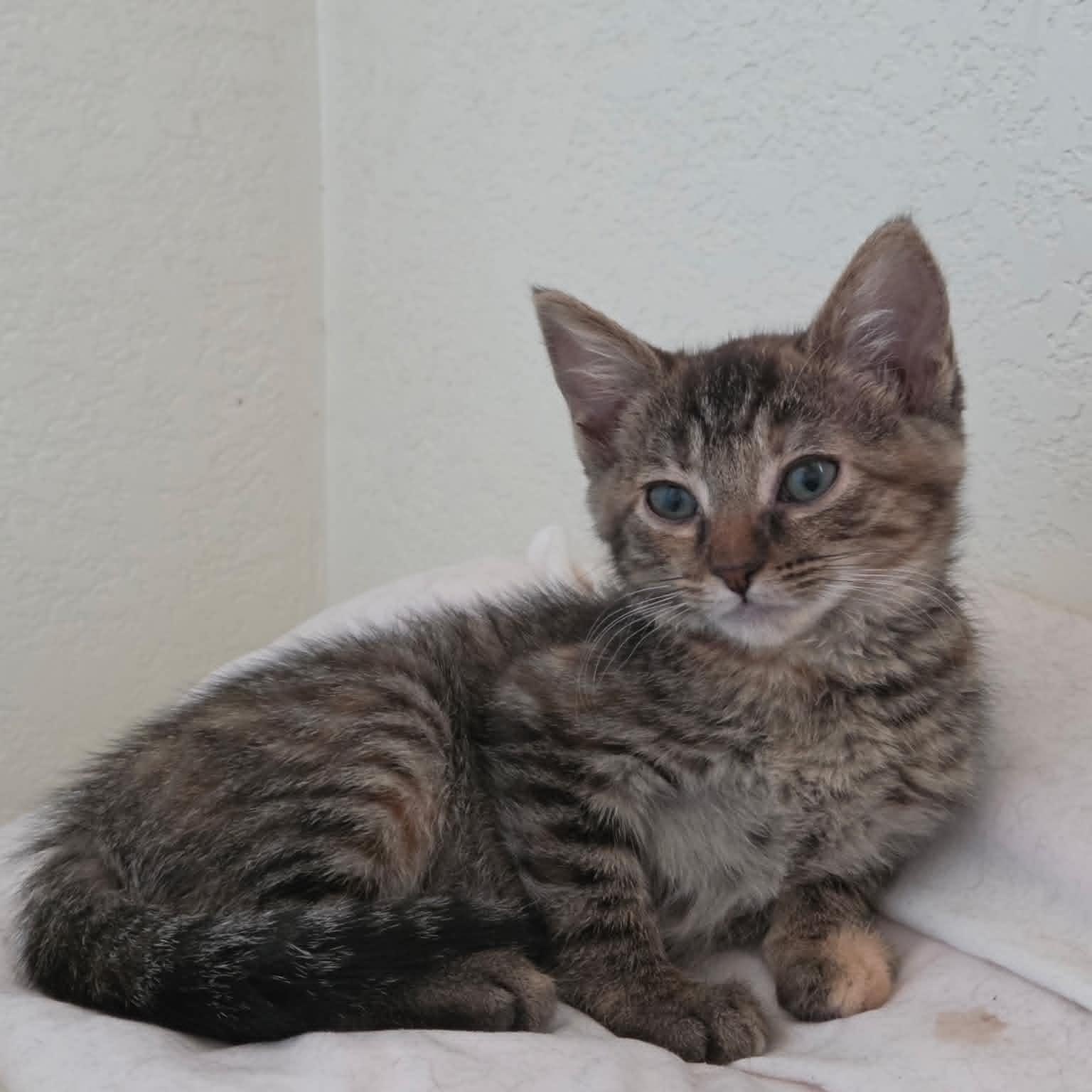 Otto, ADOPTABLE, Kitten Female Domestic Short Hair & Tabby.