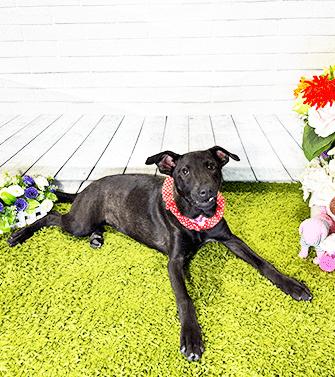 Enlarge JEANLA, a ADOPTABLE mixed breed in Castro Valley, CA image 1/3