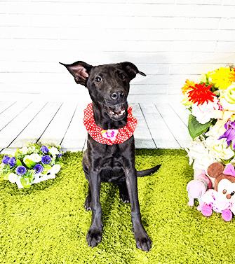 Enlarge JEANLA, a ADOPTABLE mixed breed in Castro Valley, CA image 2/3