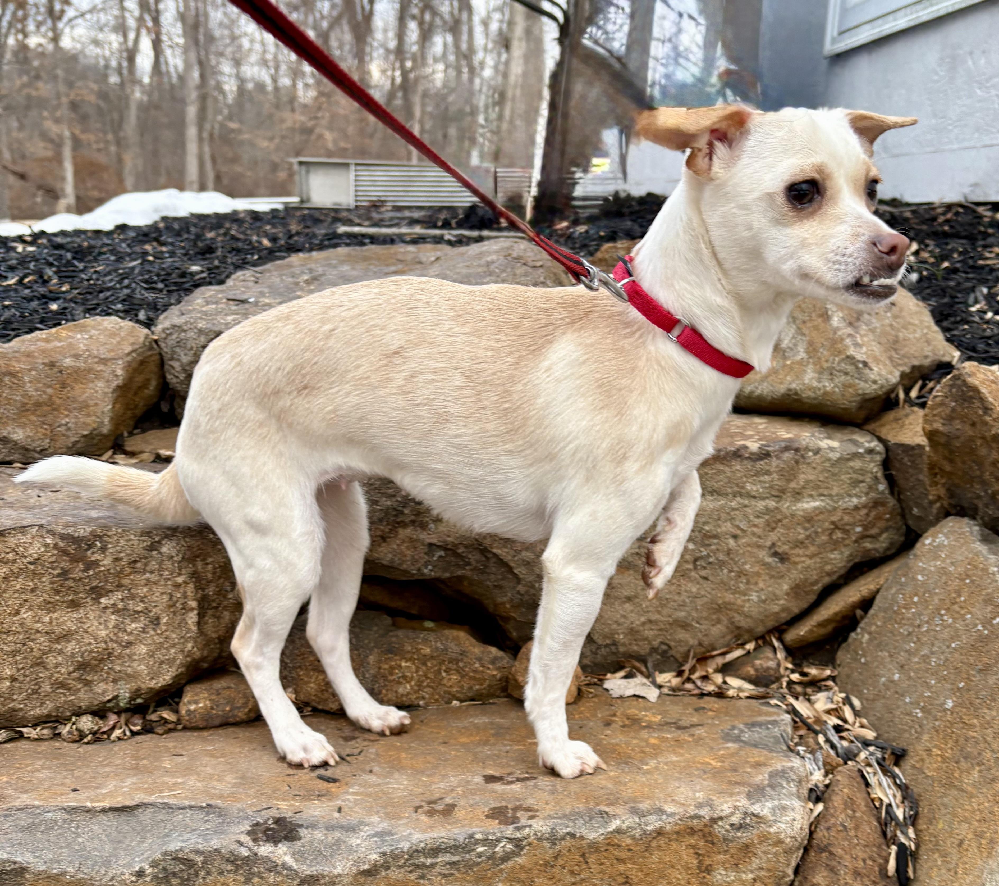 Marley, a ADOPTABLE mixed breed in Warren, NJ image 5/6