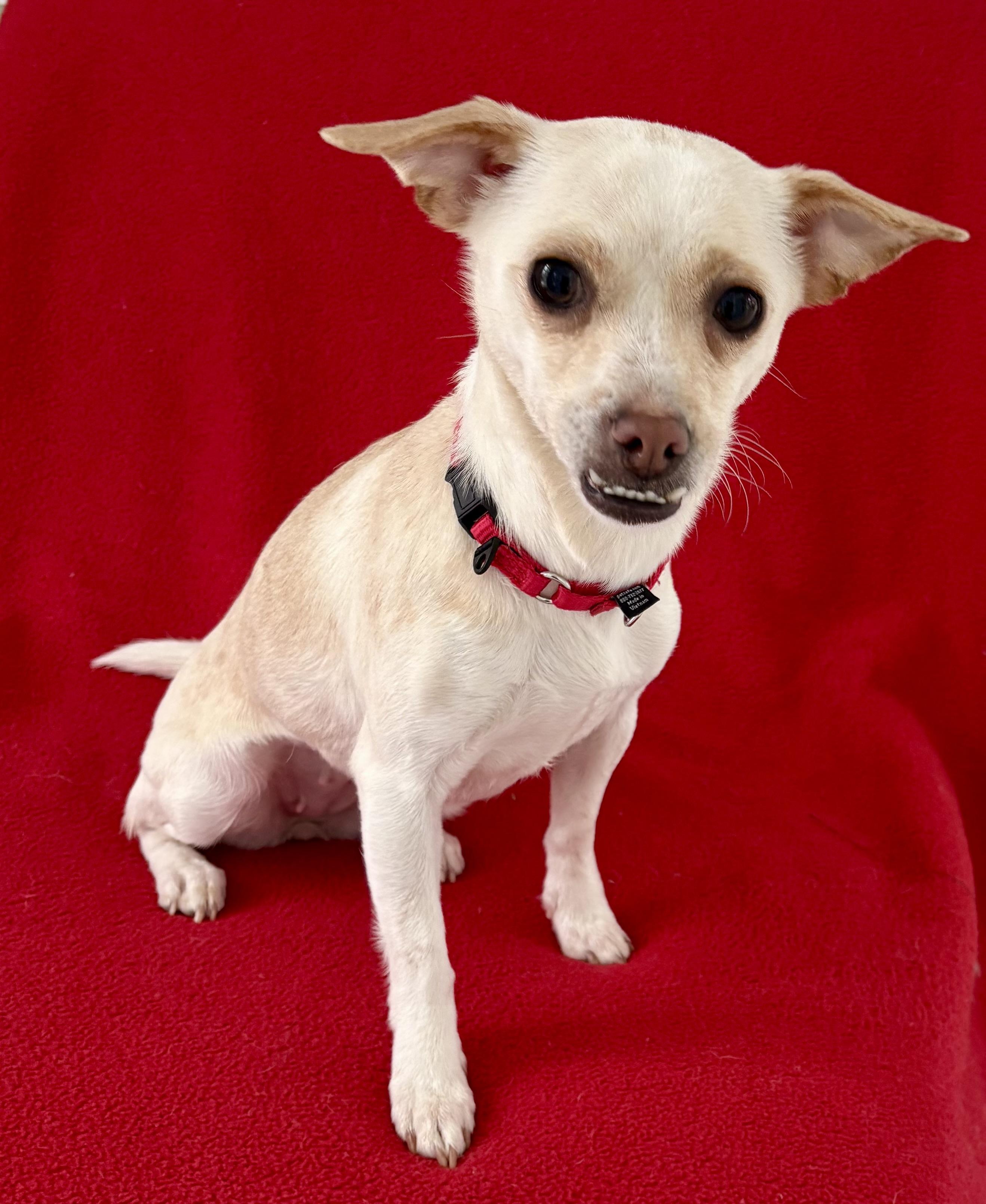 Marley, a ADOPTABLE mixed breed in Warren, NJ image 2/6