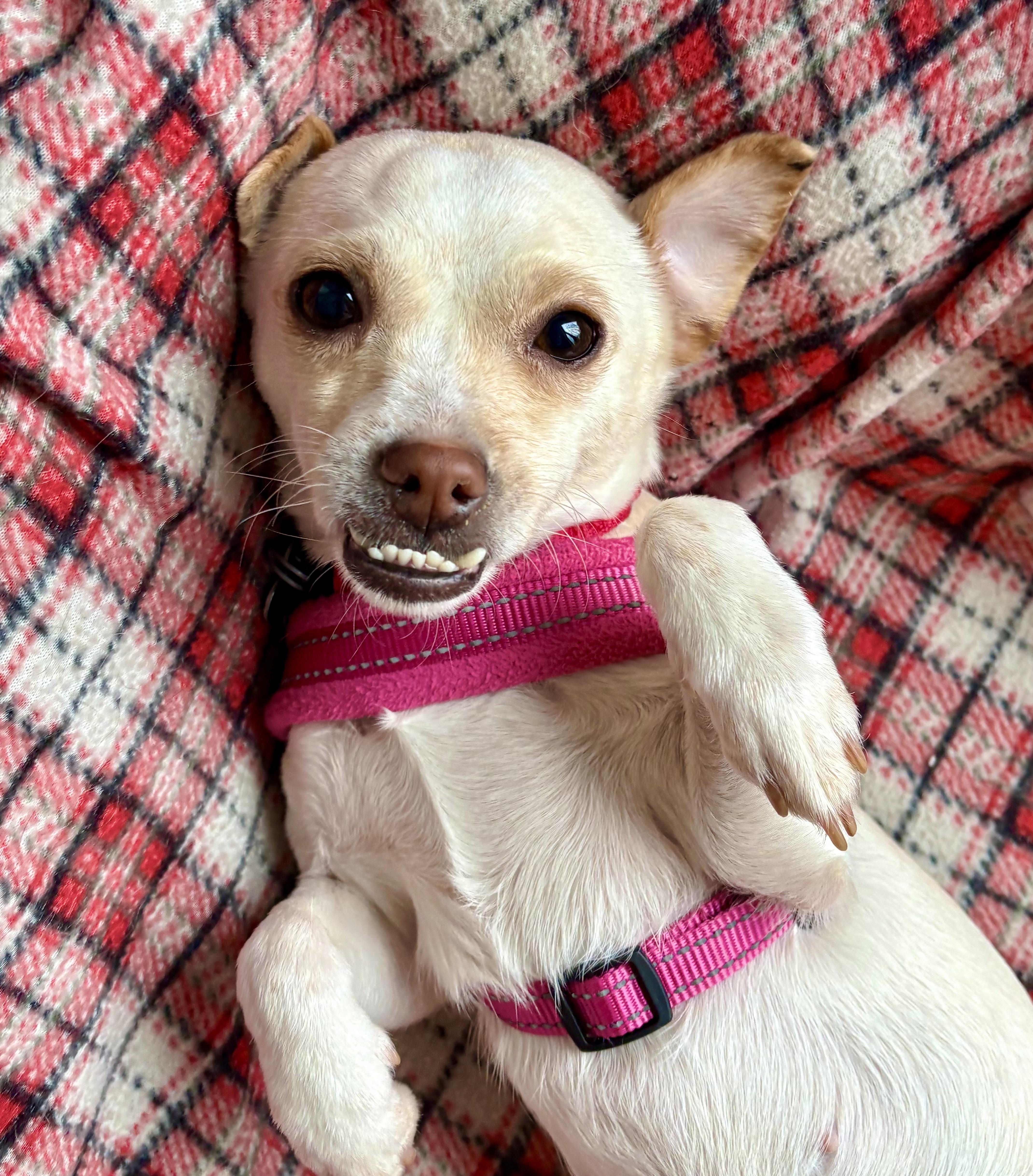 Marley, ADOPTABLE, Young Female Chihuahua & Terrier.