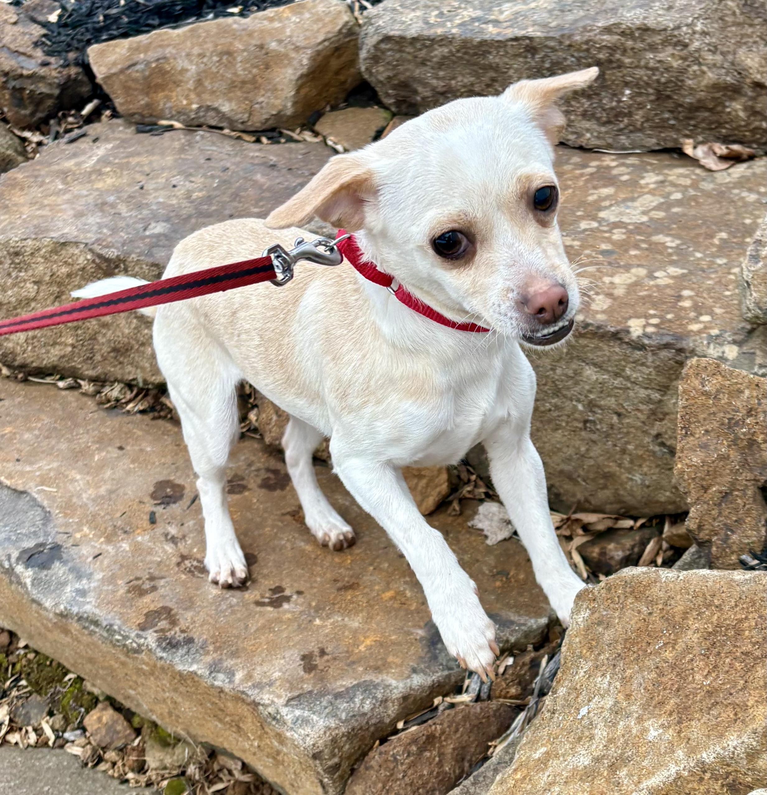 Marley, a ADOPTABLE mixed breed in Warren, NJ image 3/6