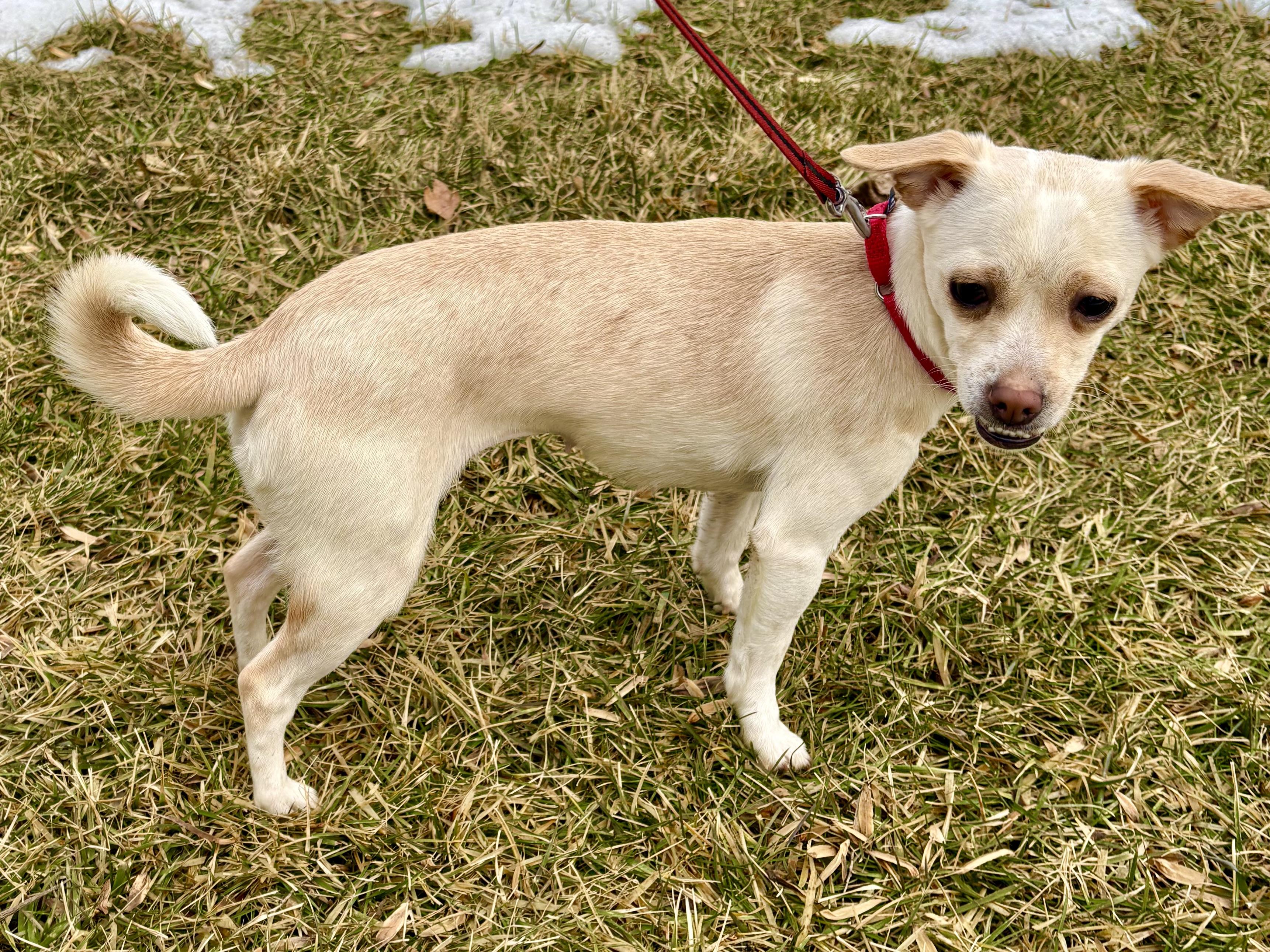Marley, a ADOPTABLE mixed breed in Warren, NJ image 4/6