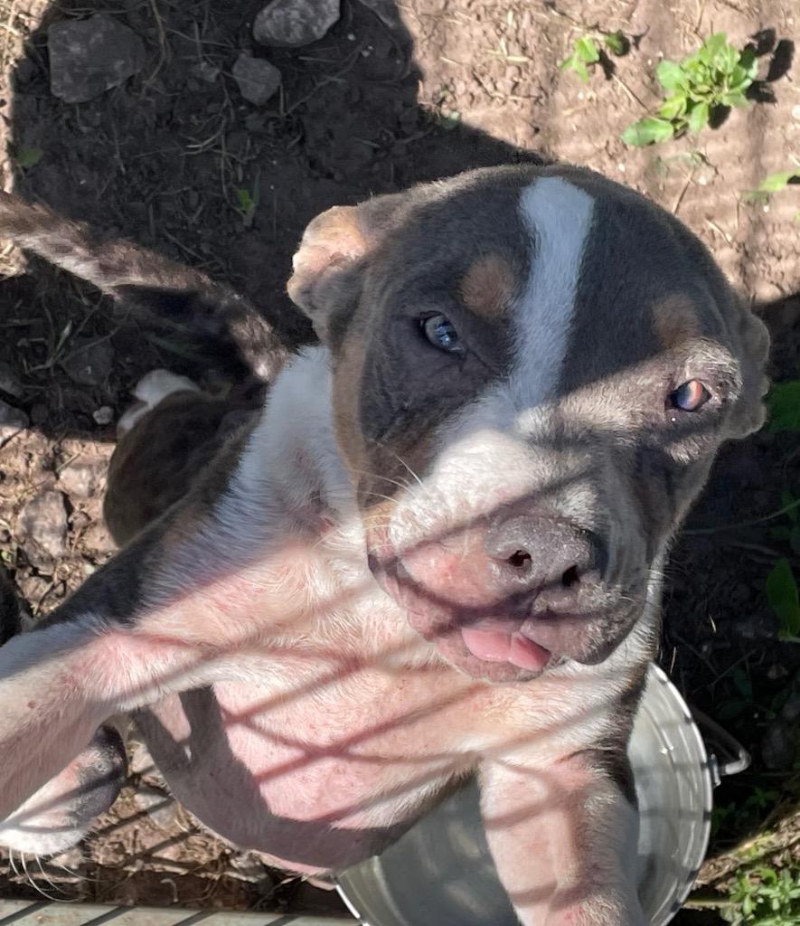 Enlarge Bailey, a Adopted mixed breed in Wauchula, FL image 1/1