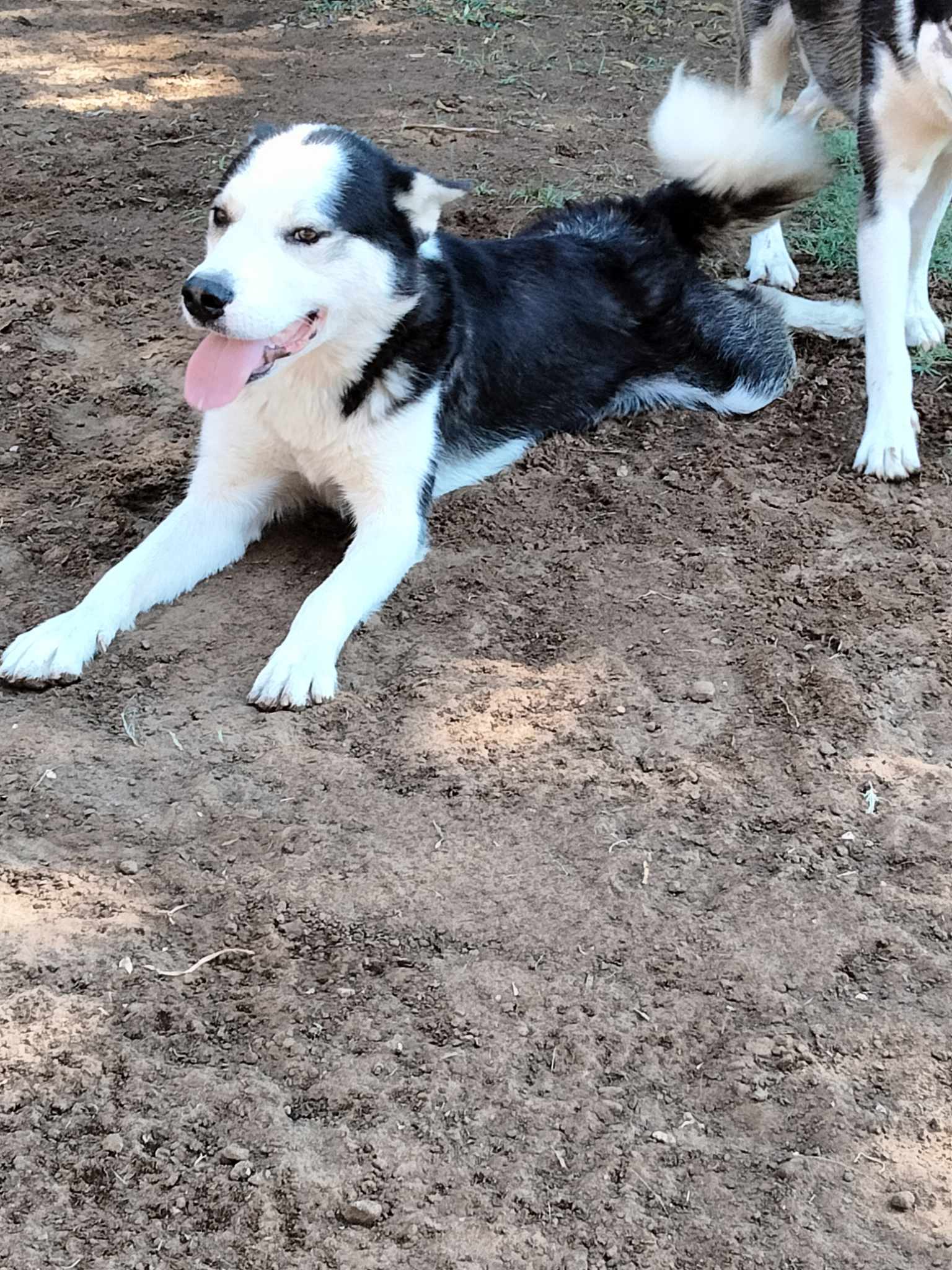 Enlarge Grandpa, a Adoptable mixed breed in Seattle, WA image 3/4