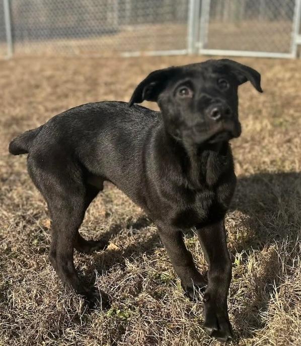 Luigi, Adoptable, Puppy Male Labrador Retriever.