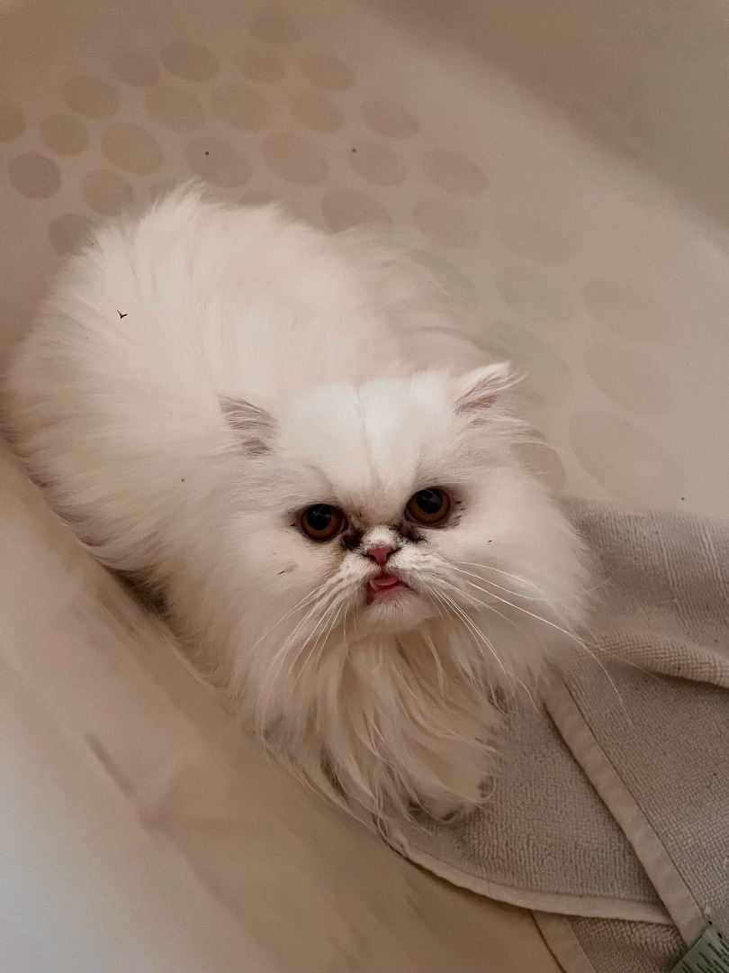 Enlarge AXOLOTYL & ATHENA , a Adoptable Persian in Willard, UT image 1/2