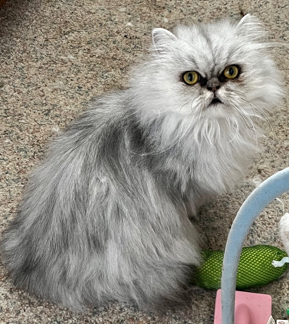Enlarge AXOLOTYL & ATHENA , a Adoptable Persian in Willard, UT image 2/2