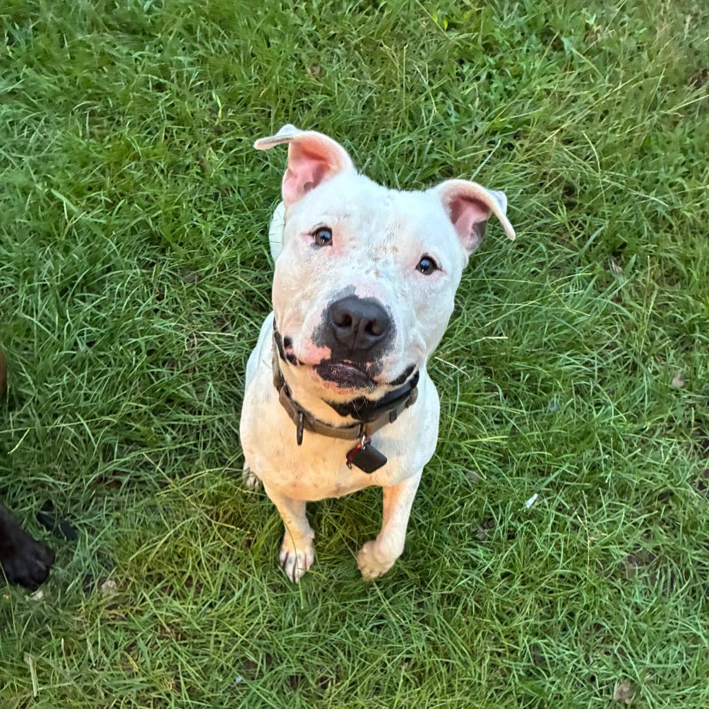 Saint, Adoptable, Adult Male Terrier & Mixed Breed.