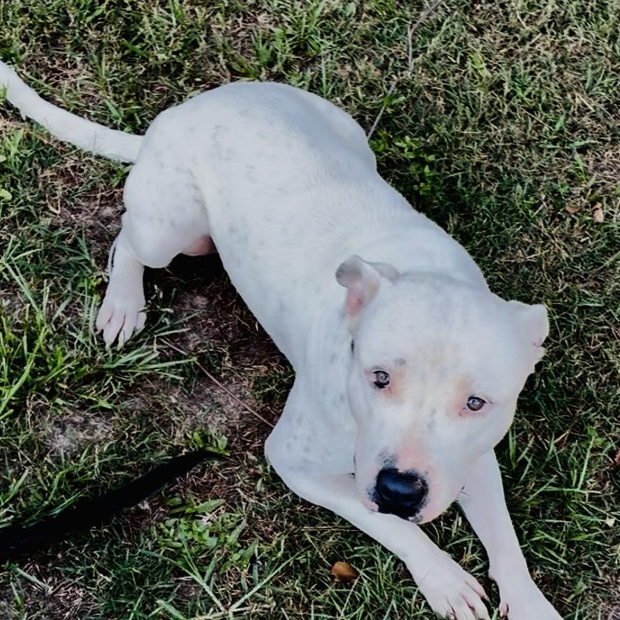 Enlarge Saint, a Adoptable mixed breed in Marshall, TX image 2/2